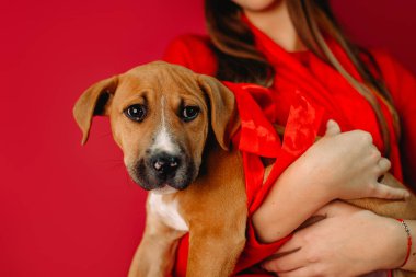 Evcil hayvan. Şirin köpek, Noel Baba 'nın hediyesi. Tatil konsepti ve kırmızı arka planda hediyeler. Yüksek kalite fotoğraf