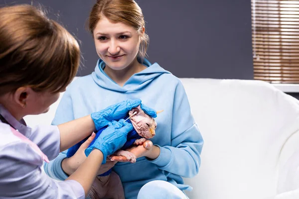 Veteriner evdeki hayvanı inceliyor. Karantina sırasında kedi kontrolü. Veteriner doktor evcil hayvanı kanepede kontrol ediyor. Sağlık sigortası ve acil yardım. Veterinere danışıyorum. Yüksek kalite fotoğraf