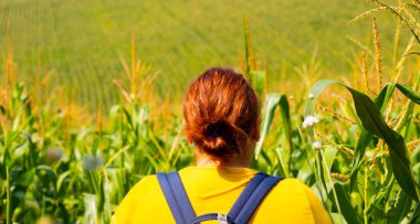 Sarı tişörtlü, mavi sırt çantalı kızıl saçlı bir kadının arka plan fotoğrafı güneşli bir yaz gününde mısır tarlasında yürürken..