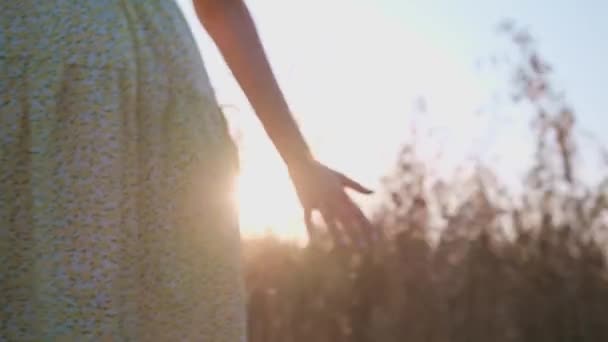 Vista posterior de mujer joven en vestido suelto floral caminando en el campo de trigo al atardecer tocando con las espigas de palma de trigo. — Vídeos de Stock