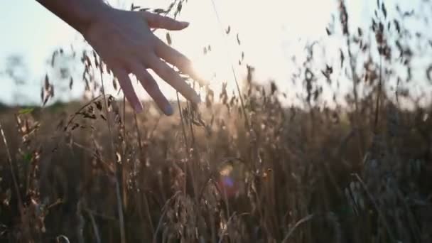 Mujer joven con el pelo largo caminando en un campo de trigo con puesta de sol en el fondo con vestido suelto floral con la espalda abierta tocando las espigas de trigo. — Vídeos de Stock