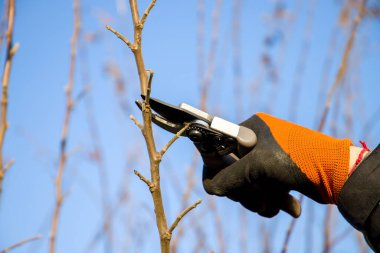 Bahçıvanlık. İlkbaharda özel aletlerle ağaçları budamak.