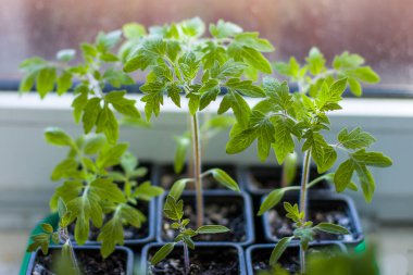 Tohumlar, domatesler, evde fidanlar..