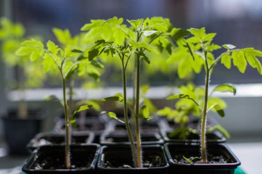 Tohumlar, domatesler, evde fidanlar..