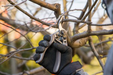Ağaçları budayarak budadım. Dalı budayarak kestim..