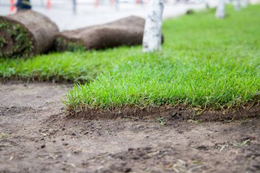 yuvarlanmış bir çimenlik, yakın plan görünüm