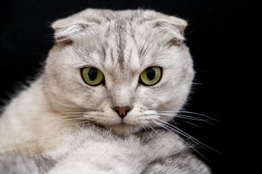 Bir kedinin portresini kapat.