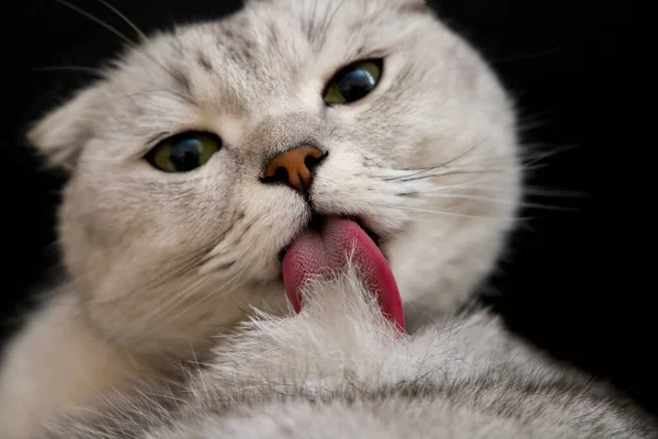 Cat Licks His Fur — Stockfoto