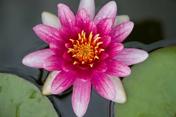 Pink Water Lily View Close — Stock Photo, Image