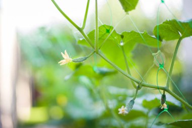  Seradaki bir dalda salatalıklar. Büyüyen ve açan sera salatalıkları.