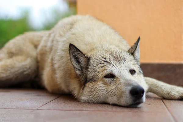 Perro Grande Miente Tristemente Mirando Hacia Adelante —  Fotos de Stock