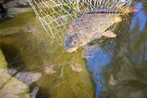 Pez Gordo Una Red Carpa — Foto de Stock