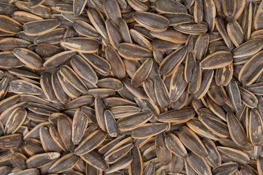 ayçekirdeği arkaplanı, üst görünüm