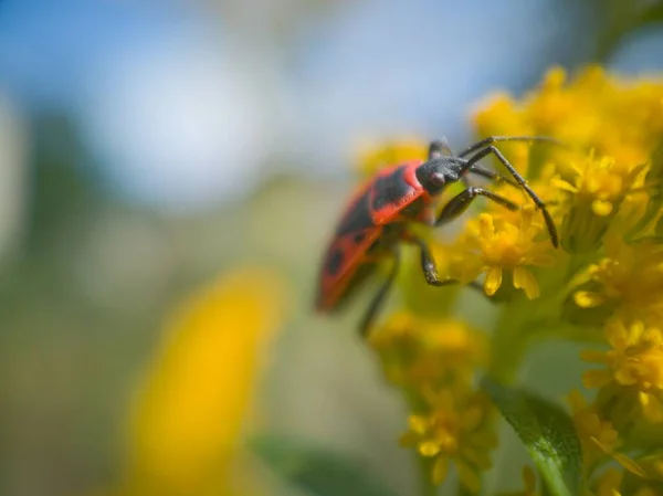 Insekt Auf Einer Blume — Stockfoto