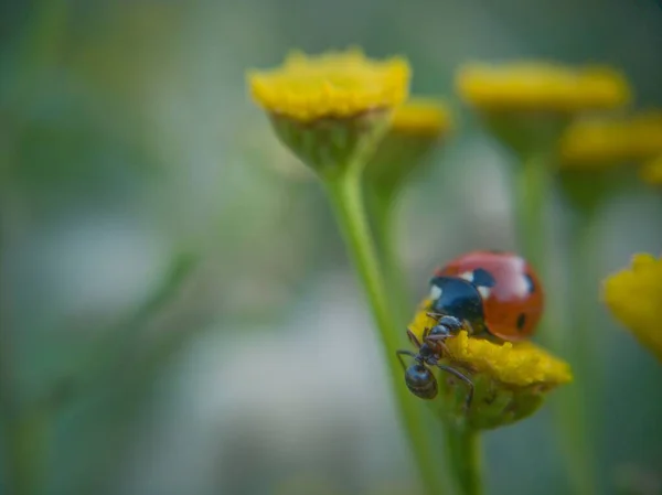 Joaninha Com Formiga Uma Flor — Fotografia de Stock