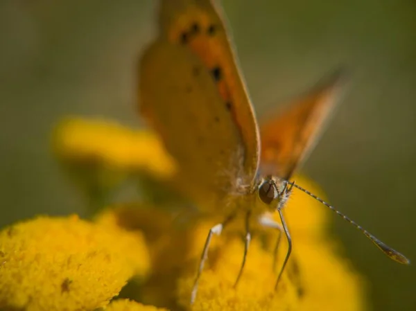 Motyl Letniej Scenerii — Zdjęcie stockowe