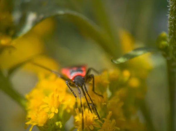 Insekt Auf Der Blume — Stockfoto