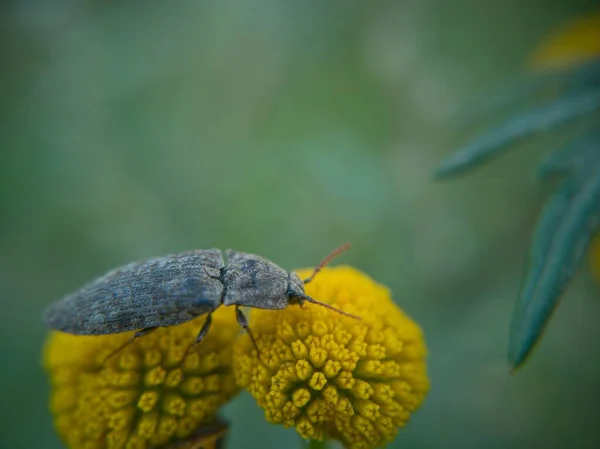 Insetto Macro Vista — Foto Stock