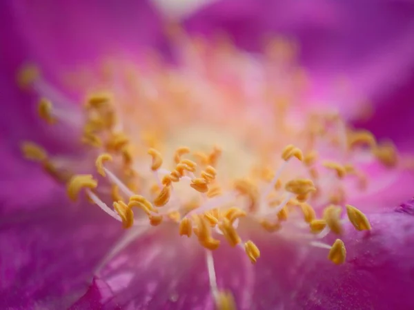 Wonderful Colours Flower — Stock Photo, Image