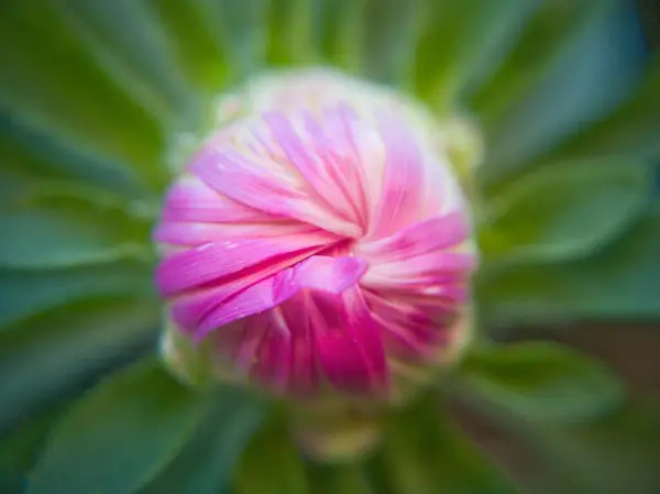Beautiful Flower Growing — Stock Photo, Image