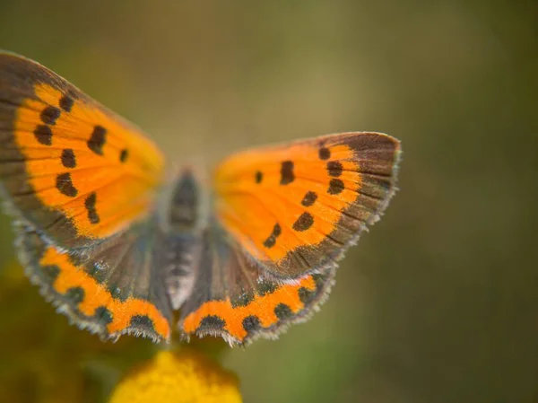 Motyl Sezonie Letnim — Zdjęcie stockowe