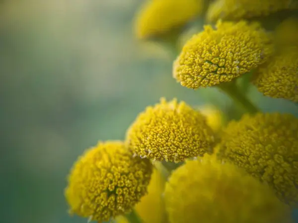 Macro Flores Estão Crescendo — Fotografia de Stock