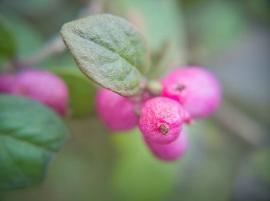Şehir parkında bitki yetiştirme