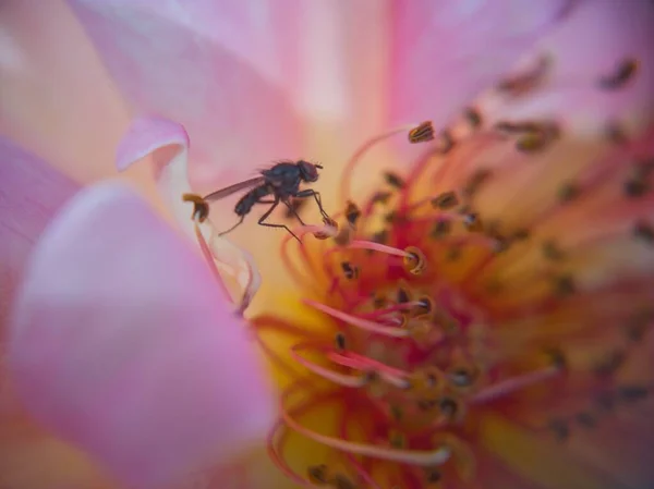 Fliege Auf Der Rosa Blume — Stockfoto