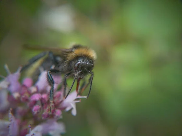 Abeille Sur Belle Fleur — Photo