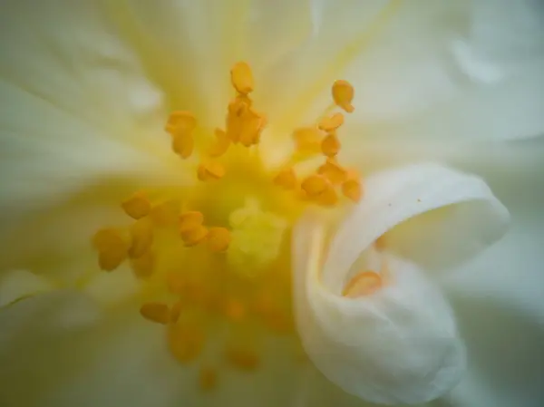 Wonderful Flower Macro — Stock Photo, Image