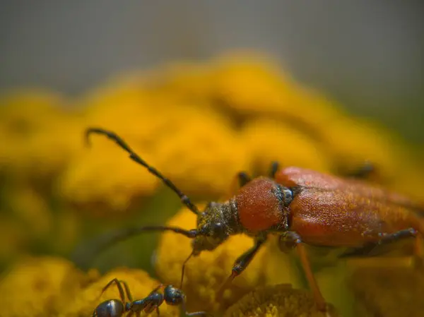 Insekt Und Kleine Ameise — Stockfoto