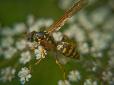 Çiçeklerin altında uçan arı