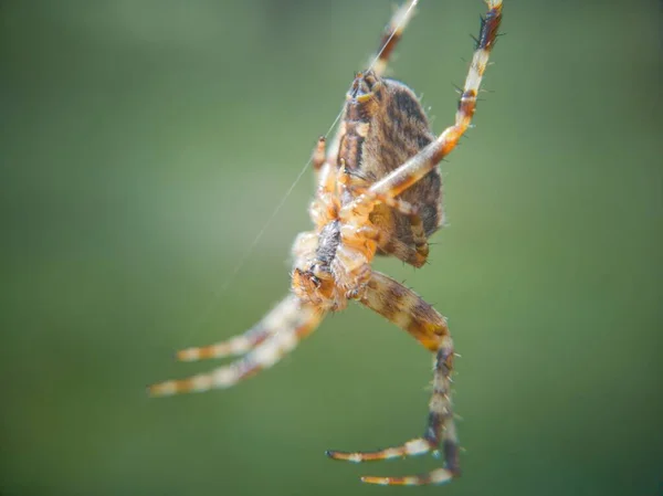 Spider Vista Naturaleza Real —  Fotos de Stock