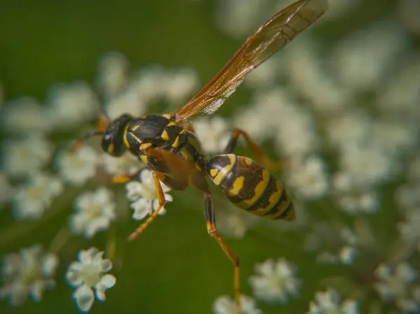 Vliegende Bij Onder Bloemen — Stockfoto