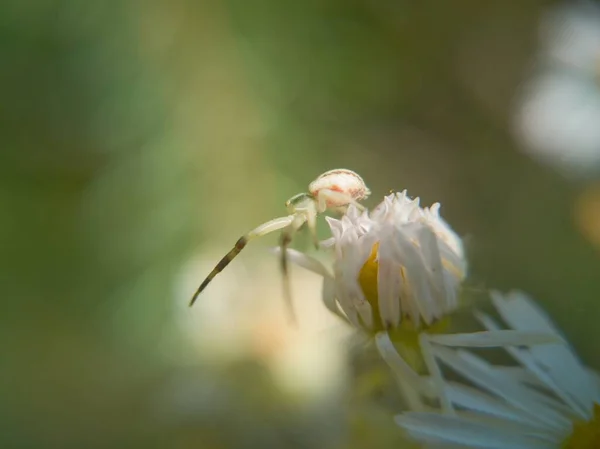 Kleine Spin Het Licht — Stockfoto