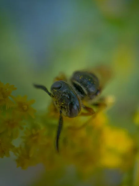 Abelha Grande Vista Macro — Fotografia de Stock