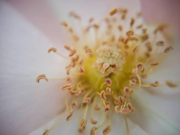 Bela Flor Ponto Vista Macro — Fotografia de Stock