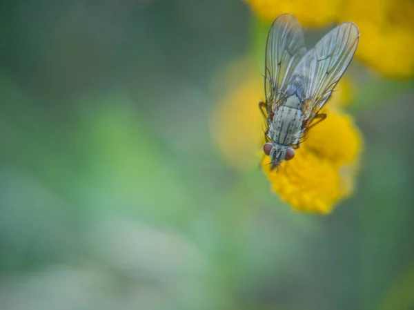 日当たりの良い光の花を飛ぶ — ストック写真