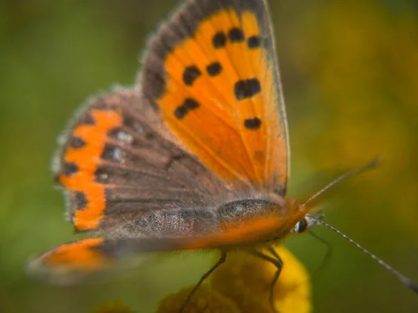 Piękna Wizja Motyla — Zdjęcie stockowe