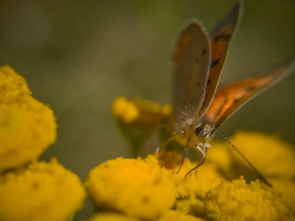 Motyl Łąki — Zdjęcie stockowe