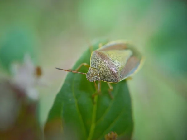 Insetto Una Foglia Verde — Foto Stock