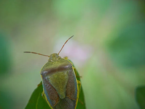 Insektenperspektive — Stockfoto