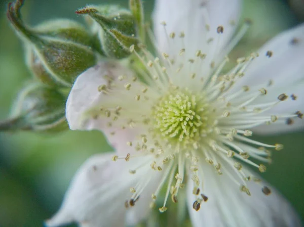 Virág Egy Kis Természet — Stock Fotó