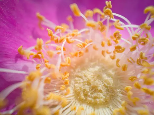 Vista Impressionante Flor Verão Macro — Fotografia de Stock