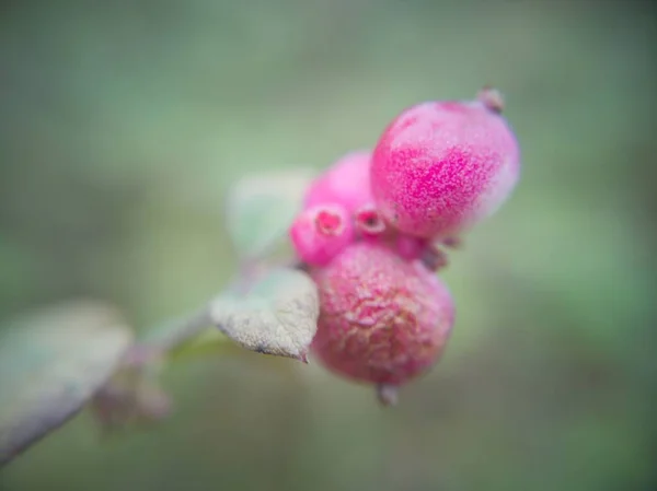 宏中的粉红植物 — 图库照片