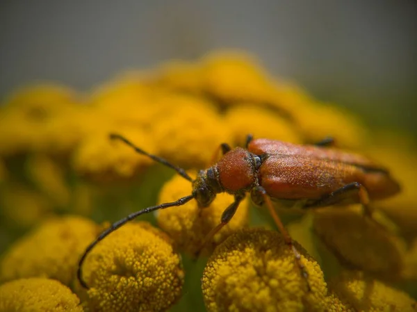 Insekten Gehen Auf Die Wildblumen — Stockfoto