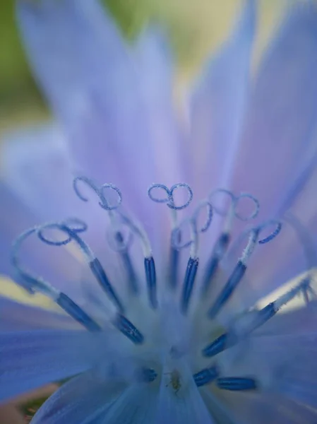 Crescimento Impressionante Flor Violeta — Fotografia de Stock