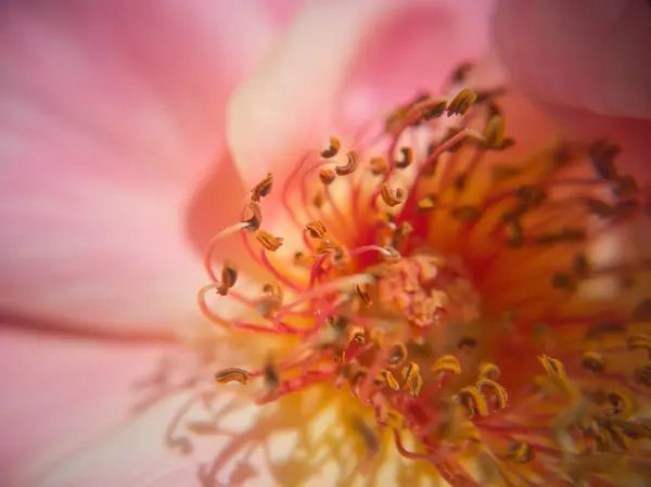 Flowering Season Beautiful — Stock Photo, Image