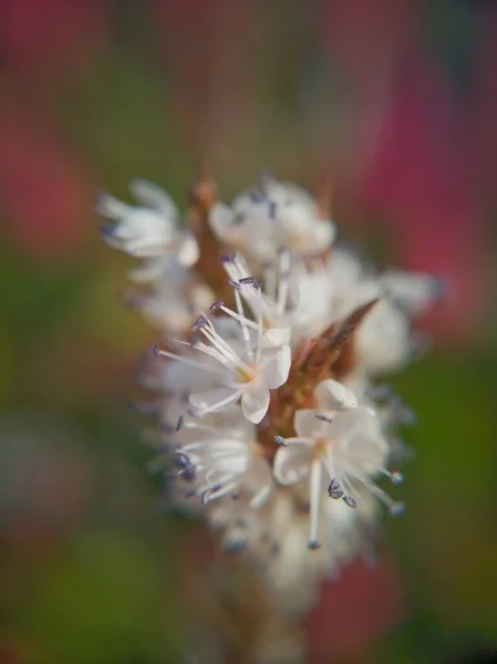 Beleza Flor Crescer — Fotografia de Stock