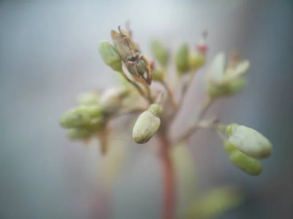 宏观视觉中生长的植物 — 图库照片